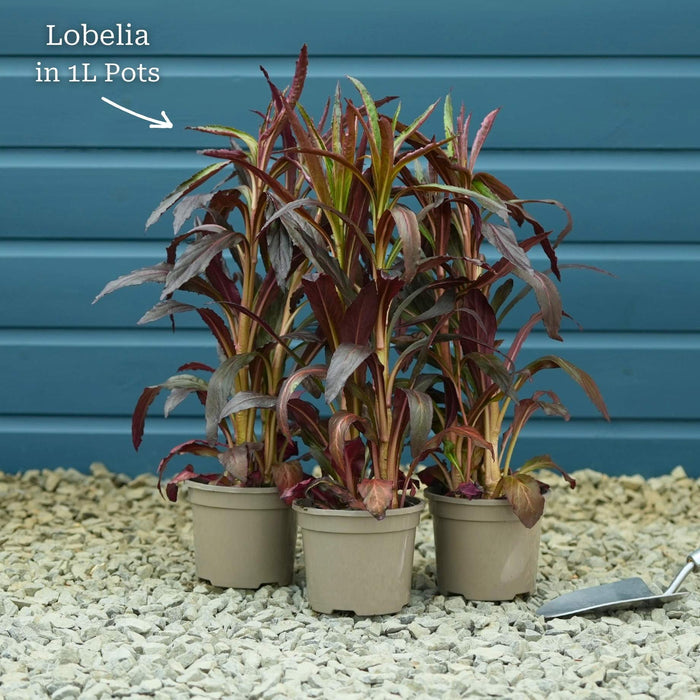 Lobelia 'Queen Victoria' Perennial Bedding
