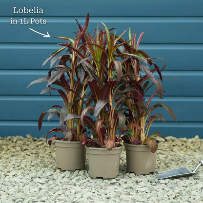 Lobelia 'Queen Victoria' Perennial Bedding