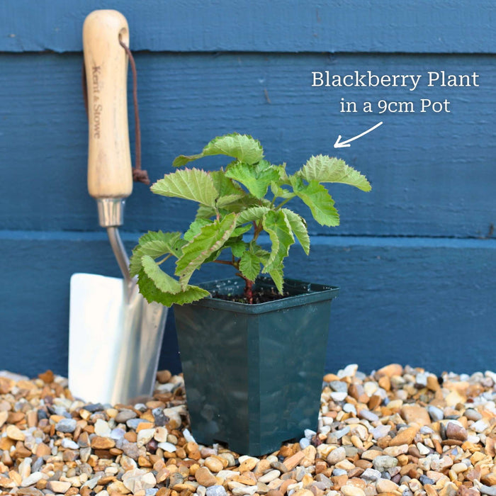 'Loch Ness' Blackberry Plants Soft Fruit