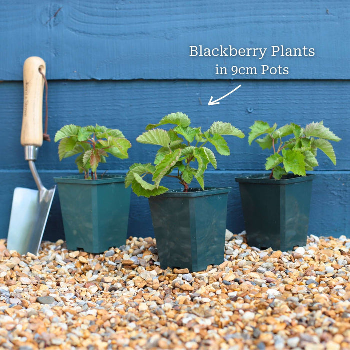 'Loch Ness' Blackberry Plants Soft Fruit