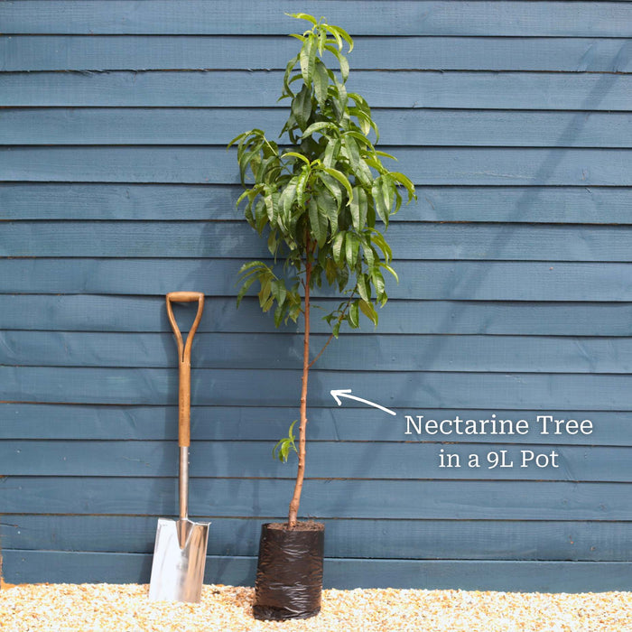 'Lord Napier' Nectarine Tree Fruit Trees