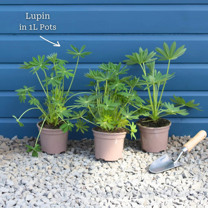 Lupin Legendary 'Shades of Blue' Perennial Bedding