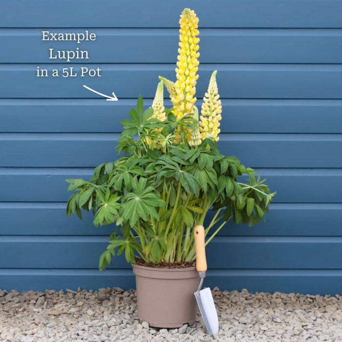 Lupin Legendary 'Shades of Blue' Perennial Bedding