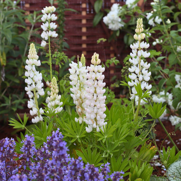 Lupin Legendary 'Shades of White' Perennial Bedding