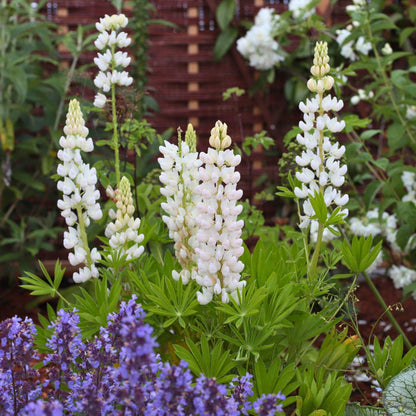 Lupin Legendary 'Shades of White' Perennial Bedding