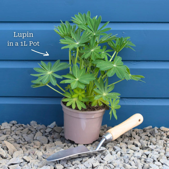 Lupin Legendary 'Shades of Blue' Perennial Bedding