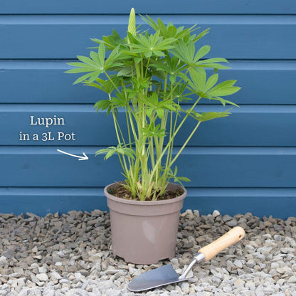 Lupin Legendary 'Shades of Blue' Perennial Bedding