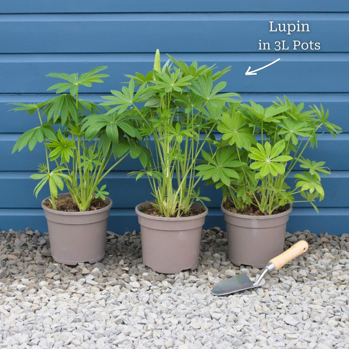 Lupin Legendary 'Shades of Blue' Perennial Bedding