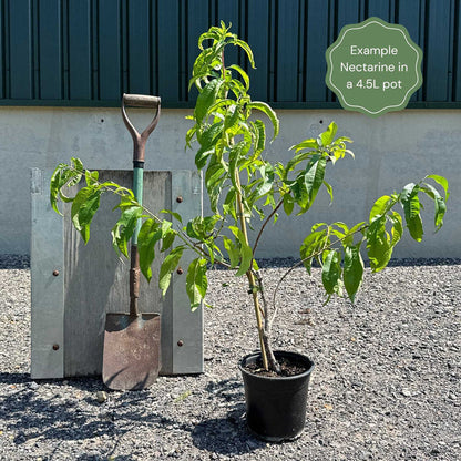 'Madame Blanchet' Patio Nectarine Tree Fruit Trees