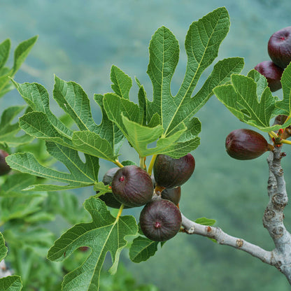 'Madeleine Des Deux Saisons' Fig Tree Mediterranean Fruit Trees