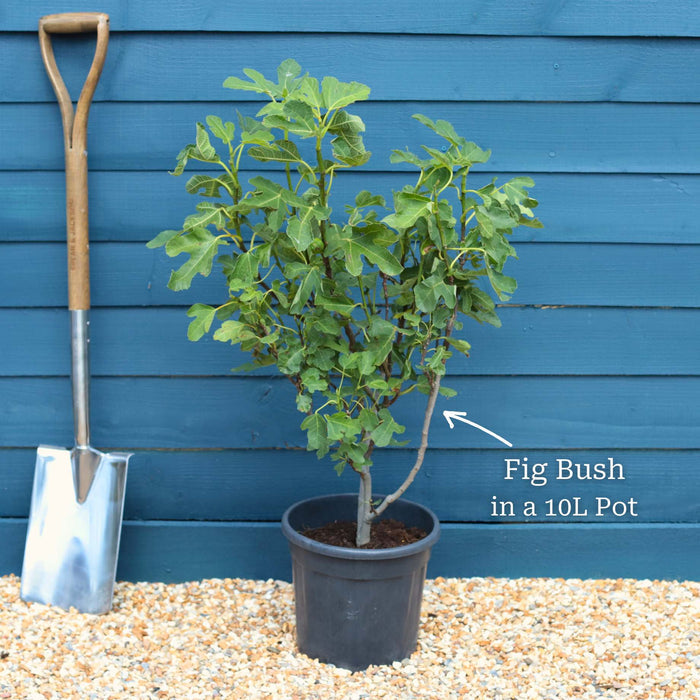 'Panachée' Fig Tree Soft Fruit