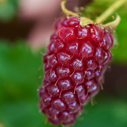 'Medana' Tayberry Plant Soft Fruit