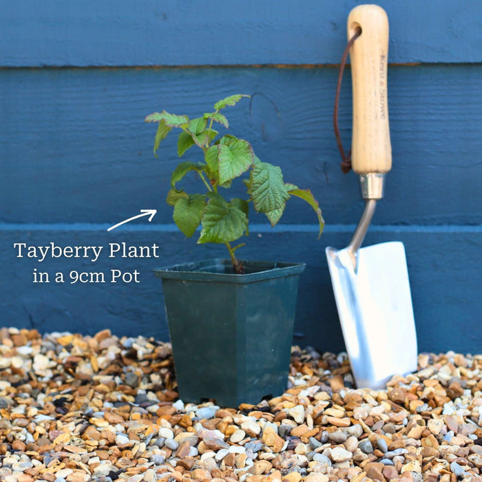 'Medana' Tayberry Plants Soft Fruit