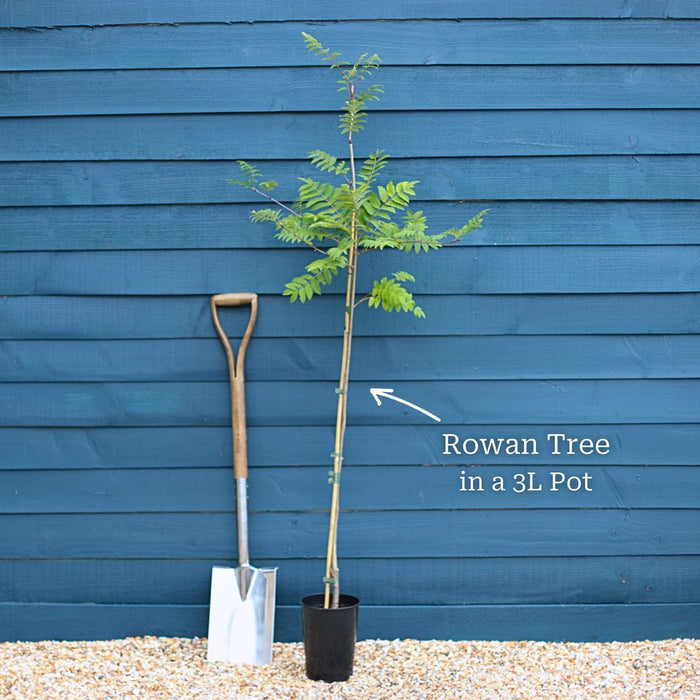 Tree in a 3L pot