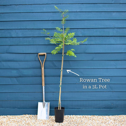Tree in a 3L pot
