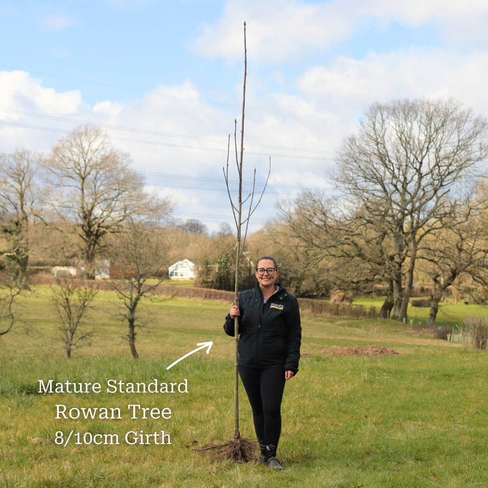 Standard Bare Root Tree - 8/10cm Girth Trunk