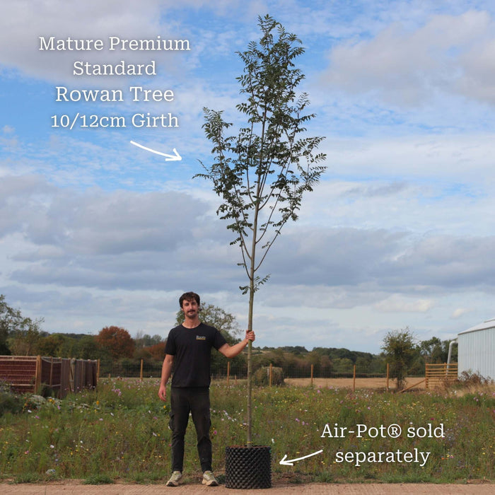 Premium Standard Air-Pot® Grown Tree - 10/12cm Girth Trunk