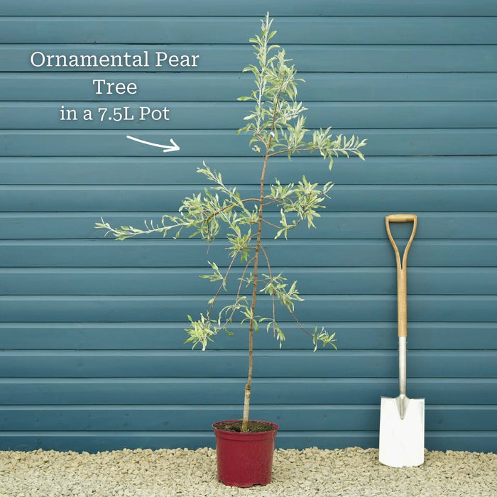 Ornamental Pear Tree | Pyrus 'Chanticleer' Ornamental Trees