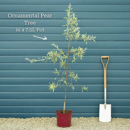 Ornamental Pear Tree | Pyrus 'Chanticleer' Ornamental Trees
