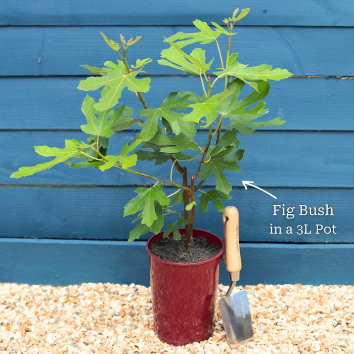 'Brunswick' Fig Tree Soft Fruit