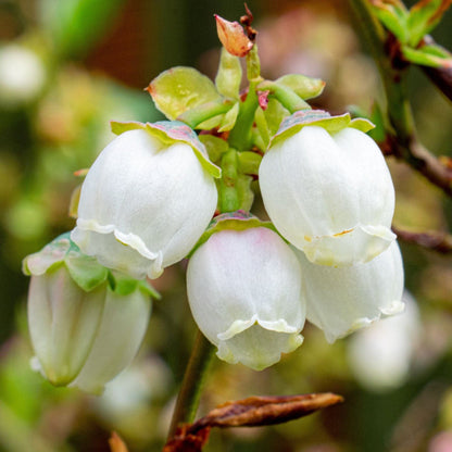 'Bluecrop' Blueberry Bush Soft Fruit