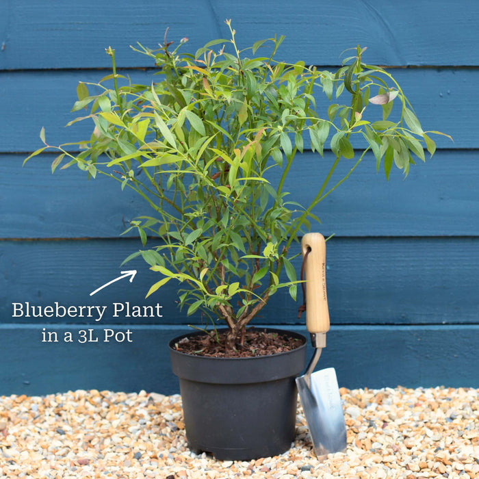 'Sunshine Blue' Evergreen Blueberry Bush Soft Fruit