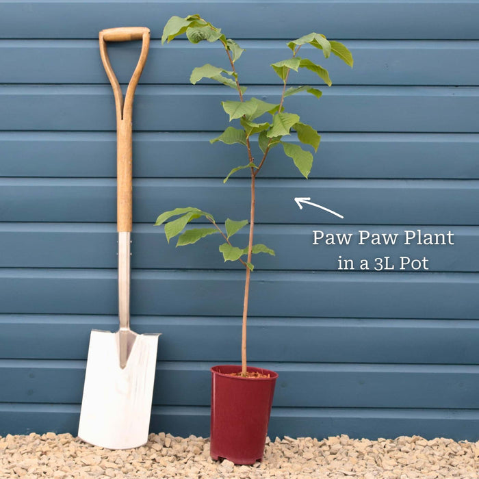 Paw-Paw Plant | Asimina triloba Soft Fruit