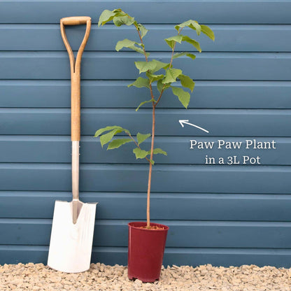 Paw-Paw Plant | Asimina triloba Soft Fruit