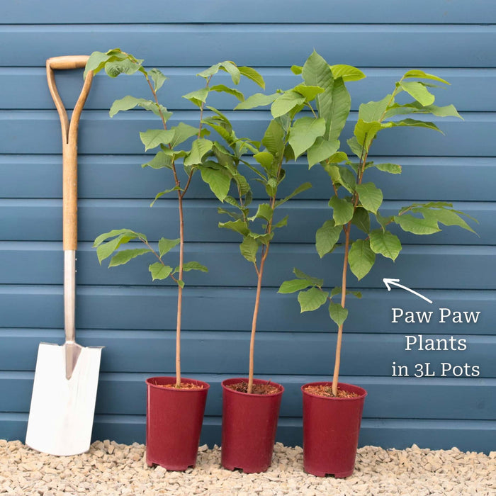Paw-Paw Plant | Asimina triloba Soft Fruit