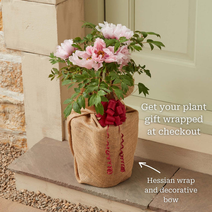 Peony 'Felix Crousse' Perennial Bedding