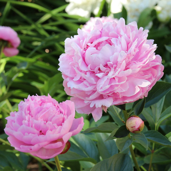 Peony 'Sarah Bernhardt' Perennial Bedding