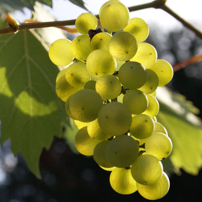 'Phoenix' Outdoor Grape Vine Soft Fruit
