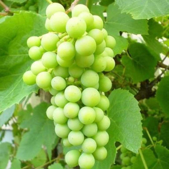 90cm 'Phoenix' Outdoor Grape Vine | 3L Pot Soft Fruit
