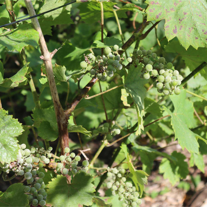 'Phoenix' Outdoor Grape Vine Soft Fruit