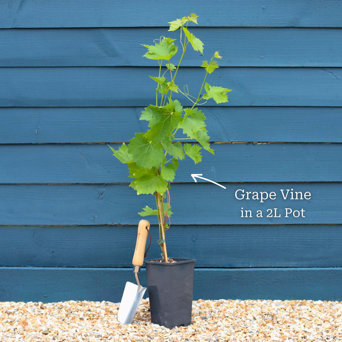 'Vanessa' Seedless Outdoor Grape Vine Soft Fruit