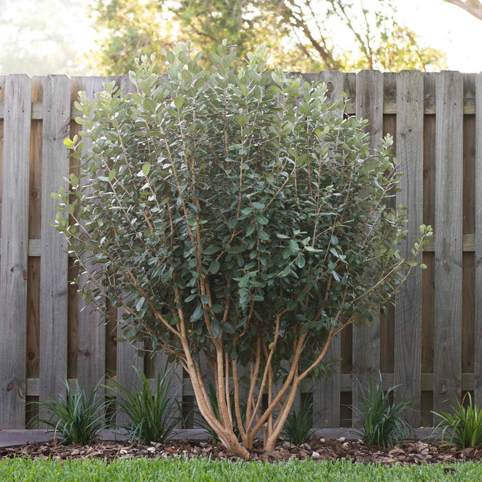 Pineapple Guava Plant | Feijoa Sellowiana Soft Fruit