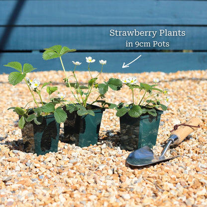 'Honeoye' Strawberry Plants Soft Fruit