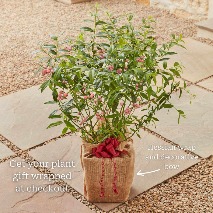 'Pink Lemonade' Blueberry Bush Soft Fruit