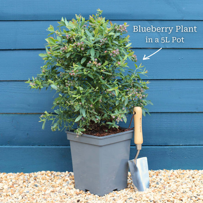 'Sunshine Blue' Evergreen Blueberry Bush Soft Fruit