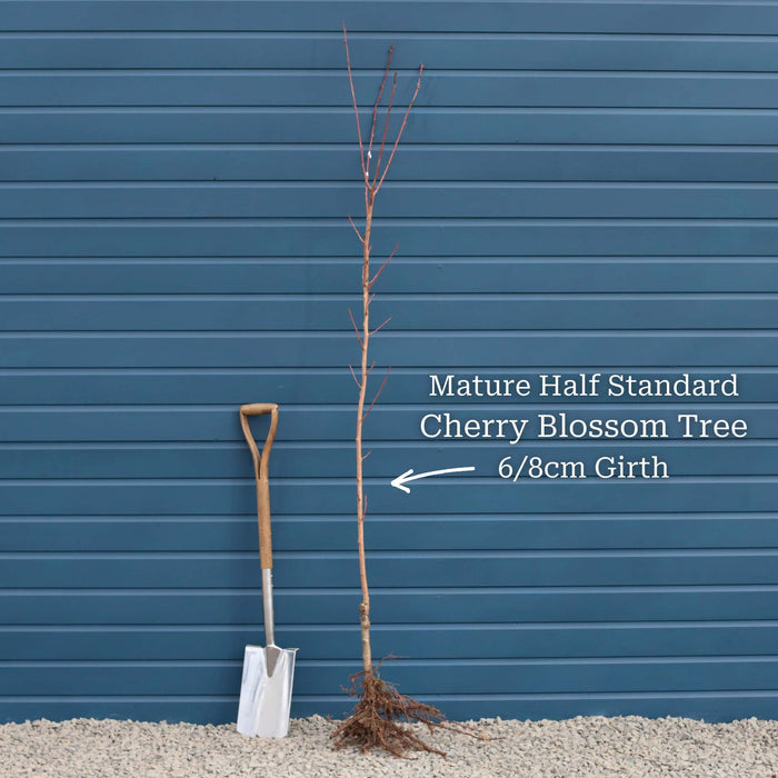 Half-Standard Bare Root Tree - 6/8cm Girth Trunk