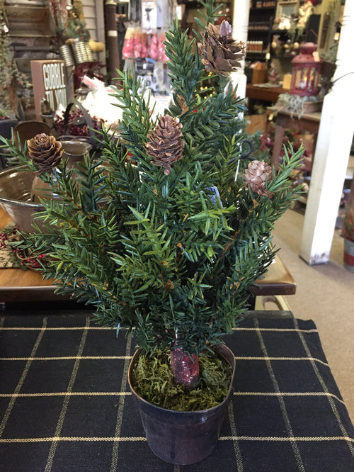 Prickly Pine Tree