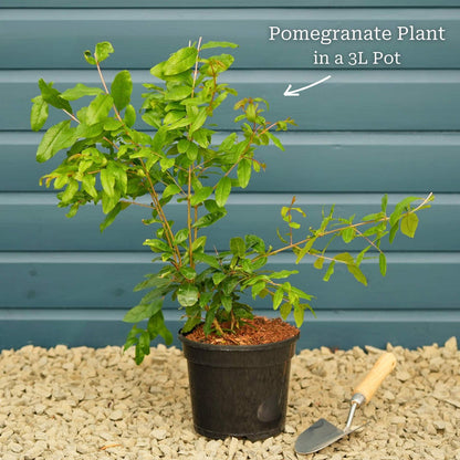 'Provence' Pomegranate Bush Soft Fruit