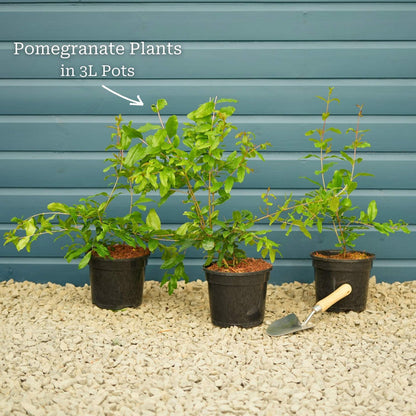 'Provence' Pomegranate Bush Soft Fruit