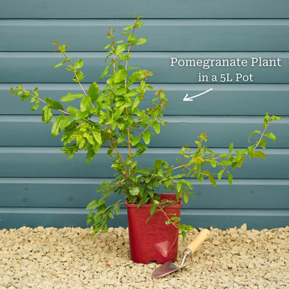 Plant in a 5L Pot