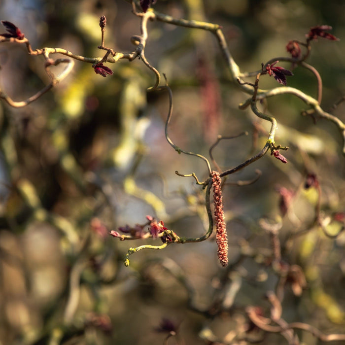 Purple Corkscrew Hazel | Corylus avellana 'Red Majestic' Ornamental Trees