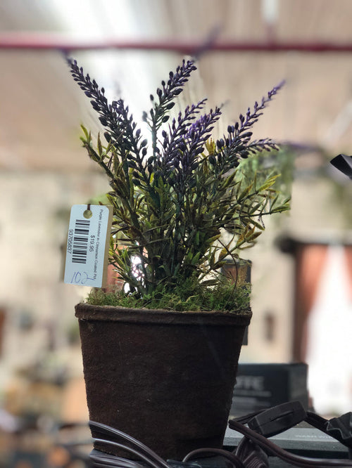 Purple Lavender in Cinnamon Coated Pot