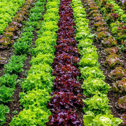 Quick Growing Organic Salad Collection 90 Plants Vegetables