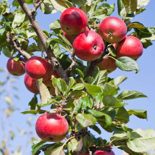 'Red Devil' Apple Tree Fruit Trees