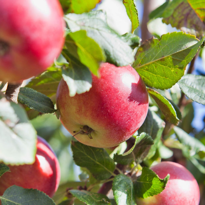 'Red Devil' Apple Tree Fruit Trees