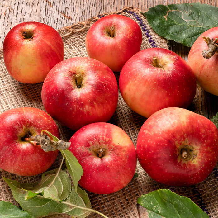 'Red Devil' Apple Tree Fruit Trees